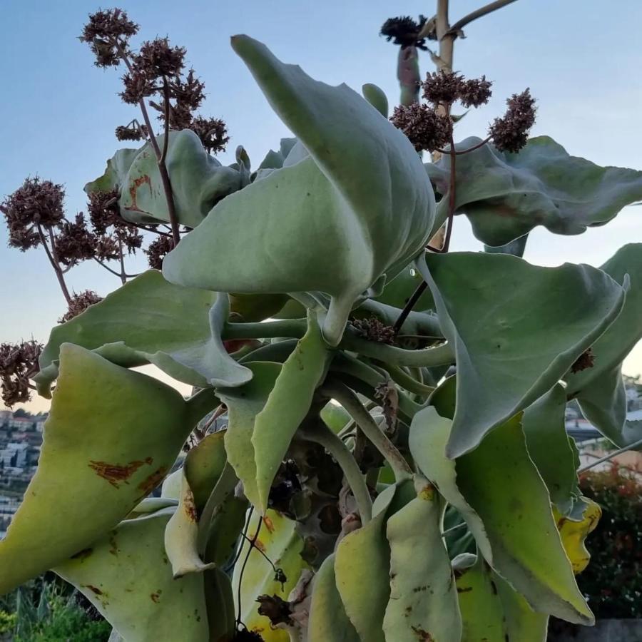 La Tuffatrice Farm stay Imperia